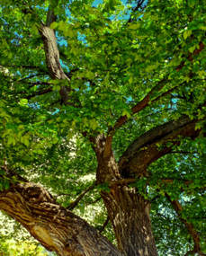 Tree Services in Moore OK