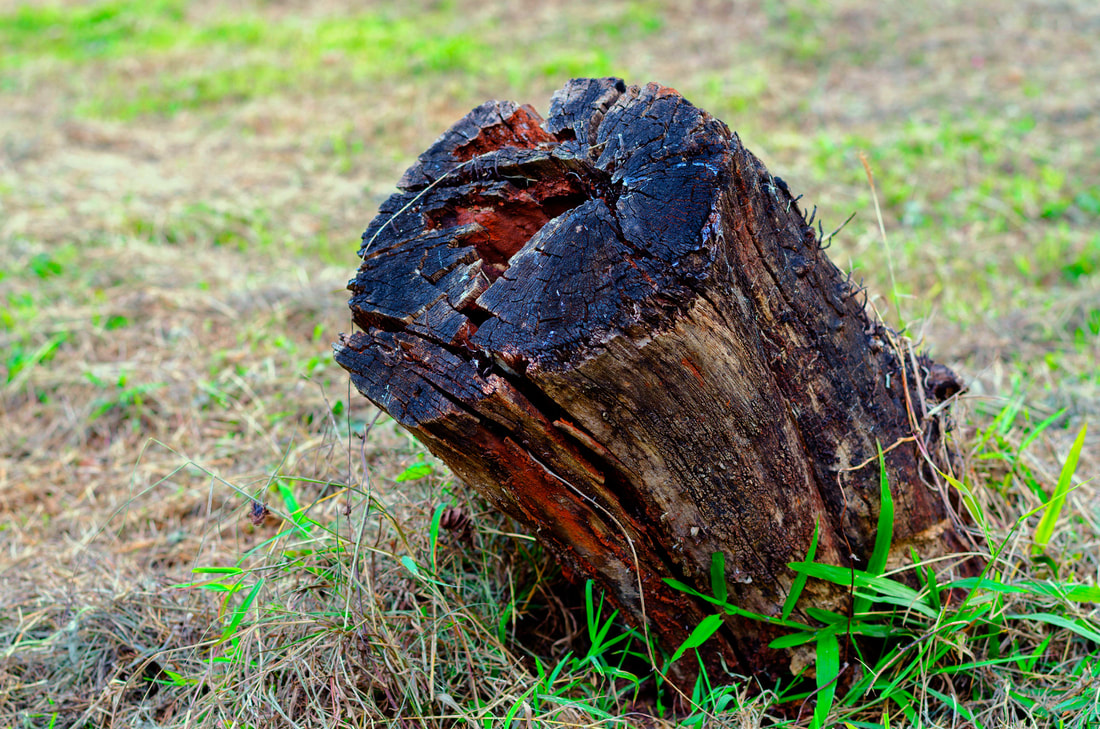 Stump Removal in Moore OK